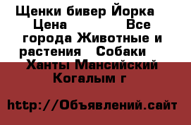 Щенки бивер Йорка  › Цена ­ 30 000 - Все города Животные и растения » Собаки   . Ханты-Мансийский,Когалым г.